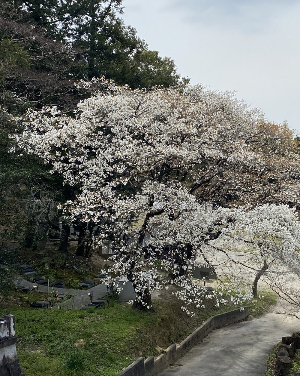 そらの庭 春の桜